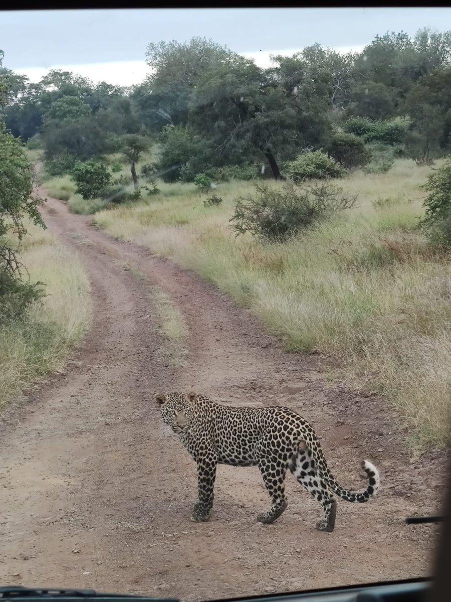 AmatunguluTours's tweet photo. @LatestKruger
Leopard stationary close to Satara by @amatungulutour and @DanYapp92
6am on 26 March https://t.co/4nqOmi9Uk1