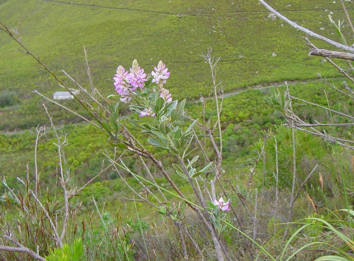 Fernkloof tweet media