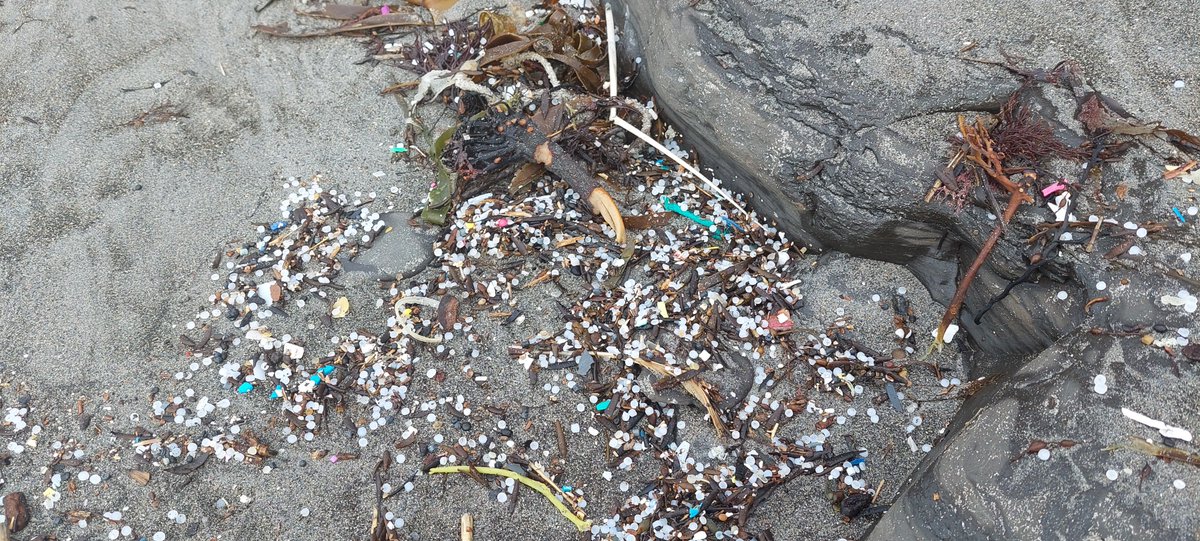 AnnaMantz's tweet photo. Complete carnage of plastic #pollution in Kimmeridge Bay and Highcliffe yesterday 😭 @DorsetCouncilUK @Bournemouthecho @BBCDorset https://t.co/fM8a814K70