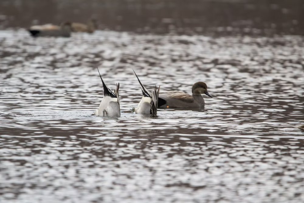 Orient Labs tweet media