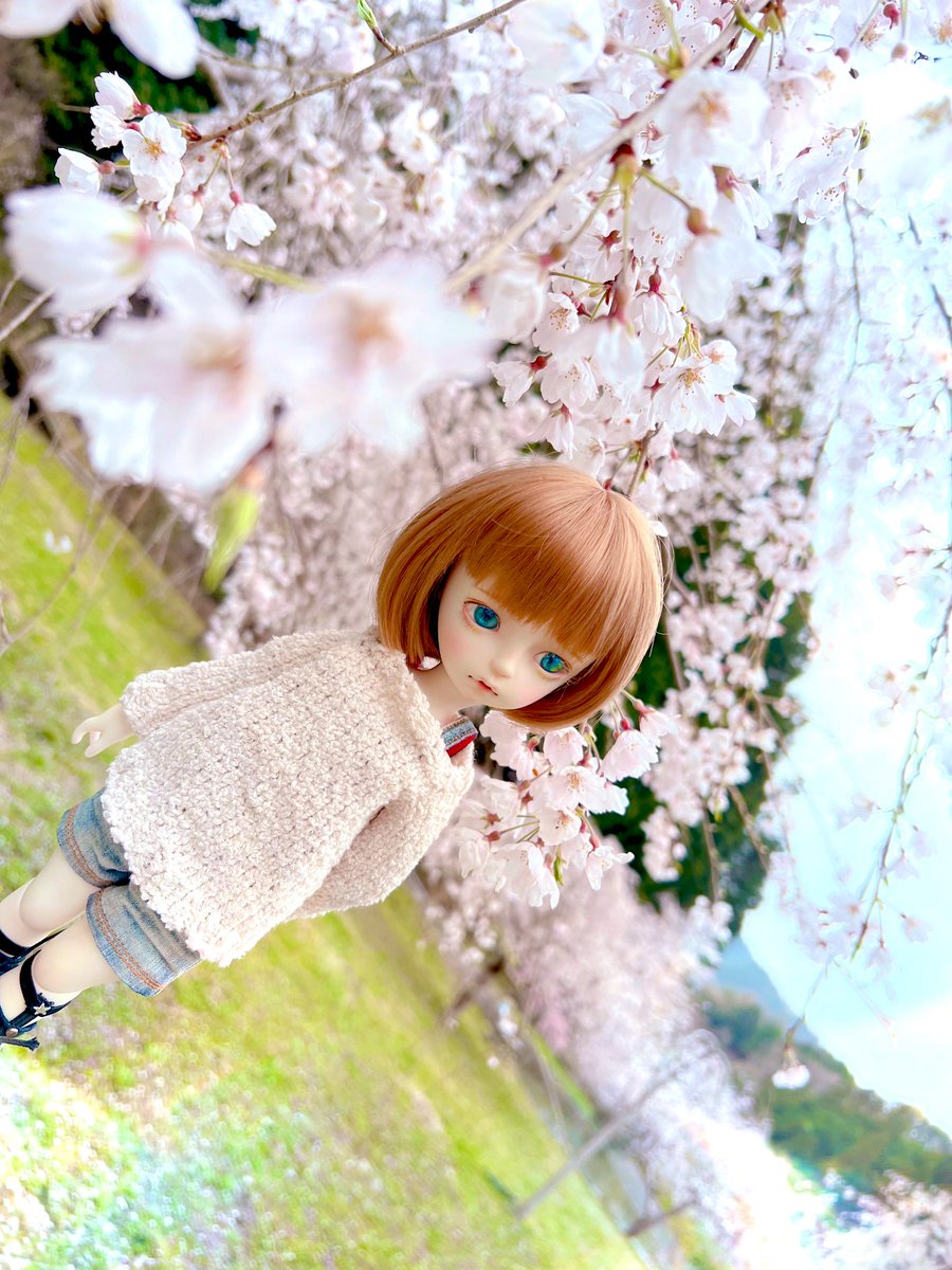jda_sau's tweet photo. ドール編み物4着目ー!imsa3.0サイズ〜!!
やっと完成したので桜見てきた!
そろそろ模様編みにチャレンジしてみようかな〜編み図読めないけど…
#imdadoll #imda #doll #modigli #ドール #桜 https://t.co/VAoy1hRWMh