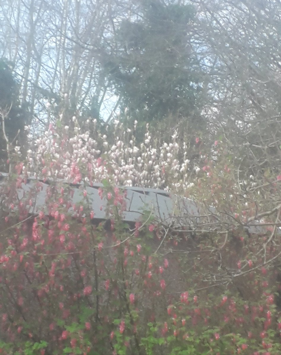David492111's tweet photo. Right now glancing across the sunny back garden..... the bee covered Ribes, a Magnolia and distant trees whilst sparrows chatter in an adjacent climbing rose. A #plastic #faketurf sterile garden would deprive you of all such simple pleasures. Why do it?
#GardeningTwitter https://t.co/HOgTU4h5gQ