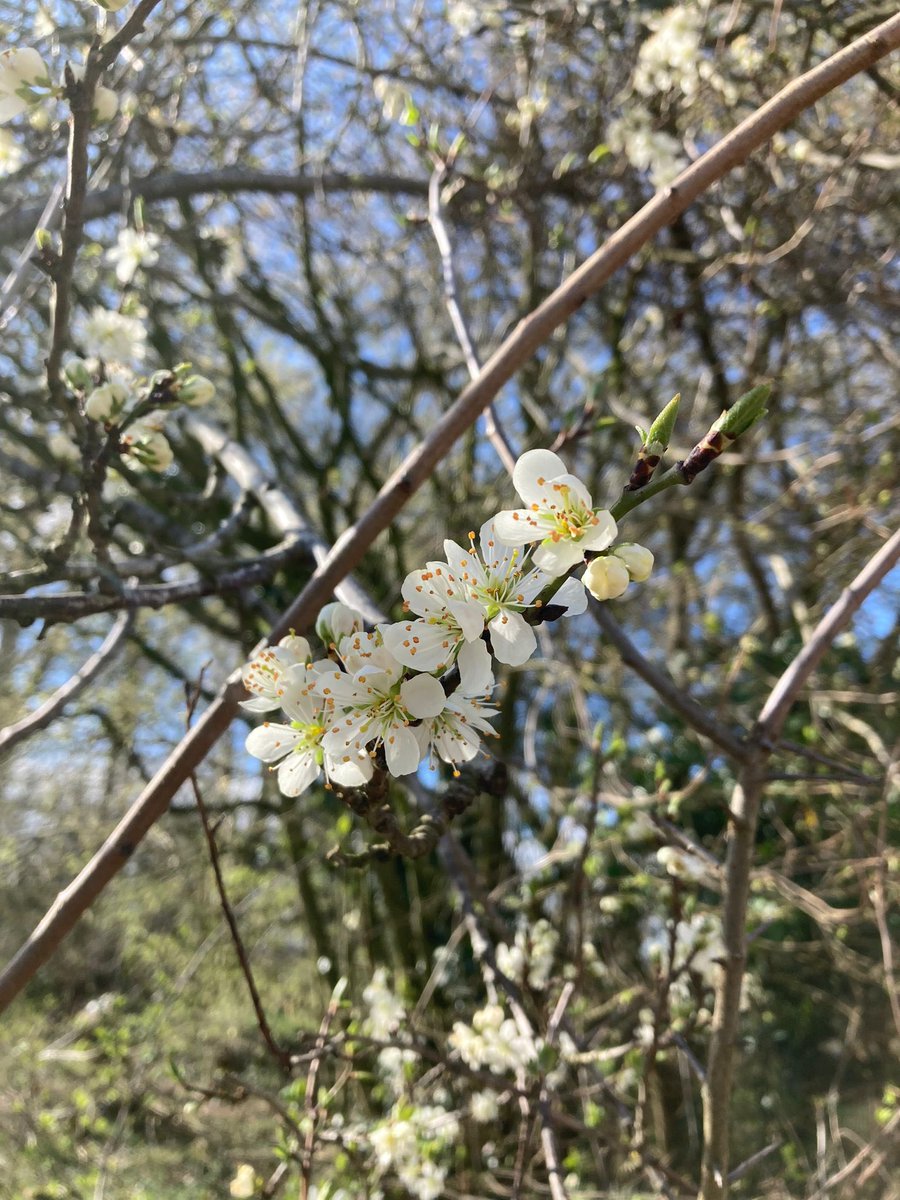 GGWirral's tweet photo. Is there anywhere nicer when the sun shines? #happyplace #hadlow #hadlowfields #campsite #springflowers #springhassprung2023 @Girlguiding @Girlguiding_NWE https://t.co/hkAdPspcqP
