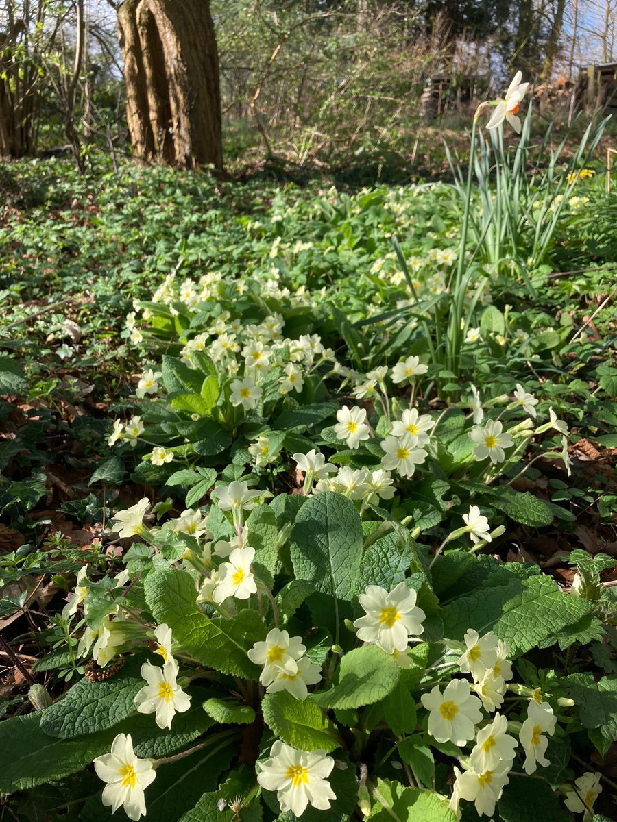 GGWirral's tweet photo. Is there anywhere nicer when the sun shines? #happyplace #hadlow #hadlowfields #campsite #springflowers #springhassprung2023 @Girlguiding @Girlguiding_NWE https://t.co/hkAdPspcqP