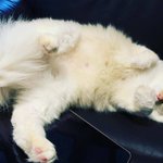 ツイートに含まれる画像