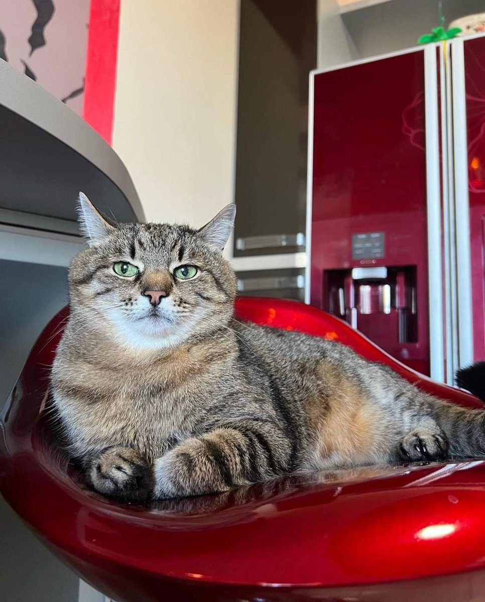 nexta_tv's tweet photo. Stepan, the cat, together with his girlfriend Stephanie and their owner, returned to their native #Kharkiv. https://t.co/mvc41NvxOQ