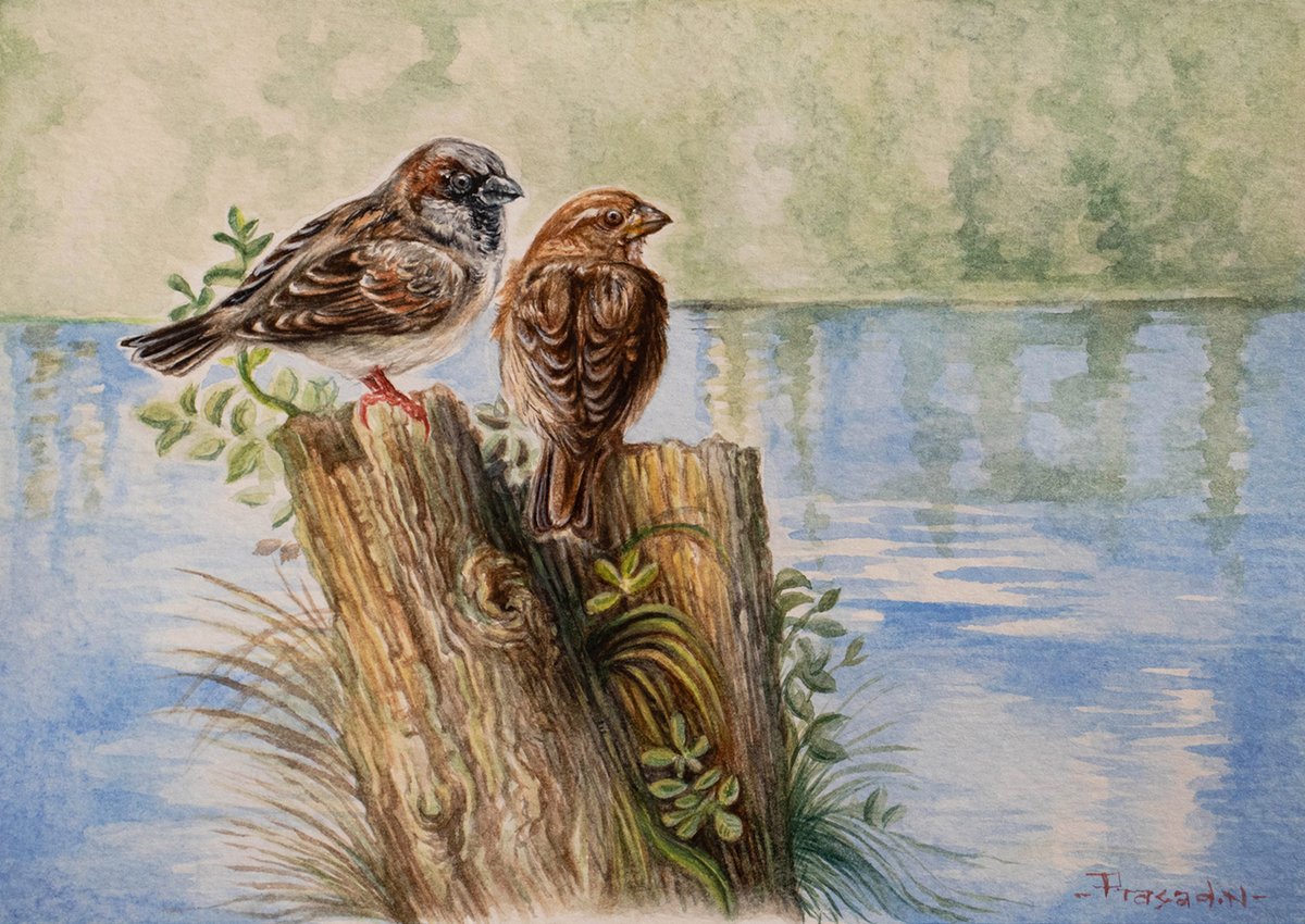House Sparrow pair for the postcard project! #watercolor #Watercolour #watercolourpainting #watercolorpainting #nature #aquarelle #wildlife #illustration #aquarellepainting #handmadewatercolor #watercolorillustration #watercolorartist #watercolorart #paintingoftheday #IndiAves