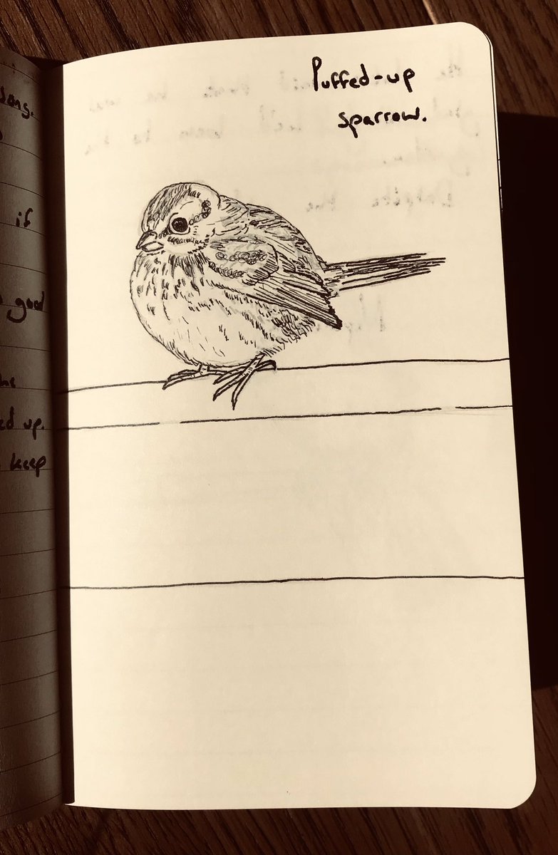 guerrillafables's tweet photo. More notebook birds: Goldfinch &amp; puffed up sparrow https://t.co/jufHltirny
