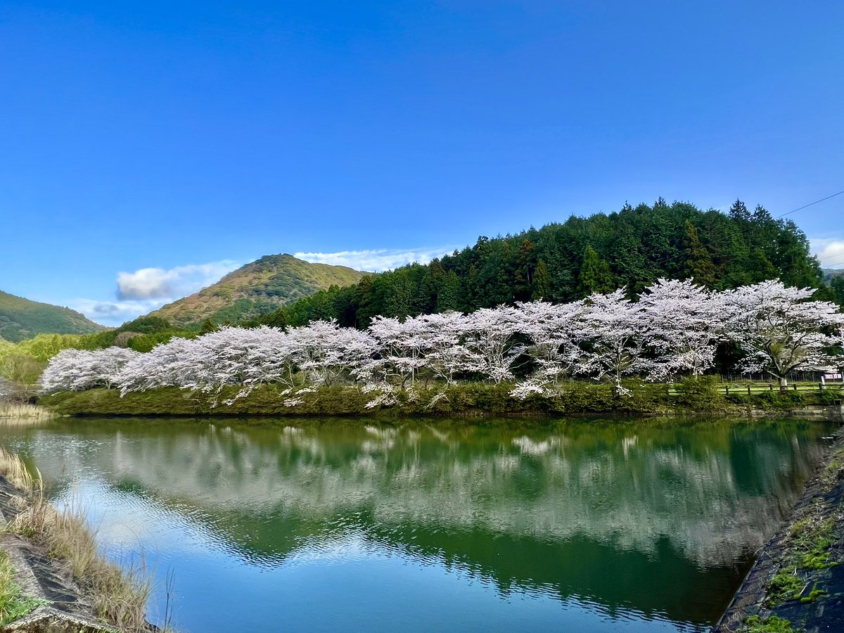 Dai75816847's tweet photo. 桜が早くも満開に🌸 https://t.co/jBkS9RxJiX
