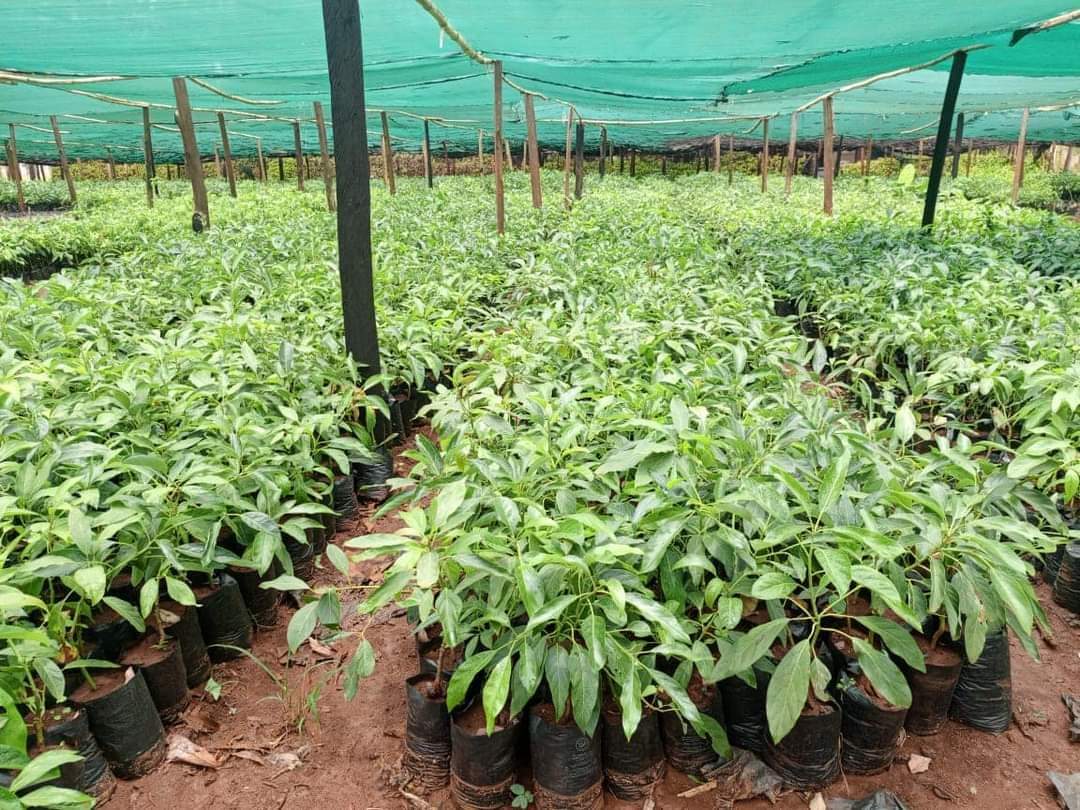 Samuel Maina tweet media