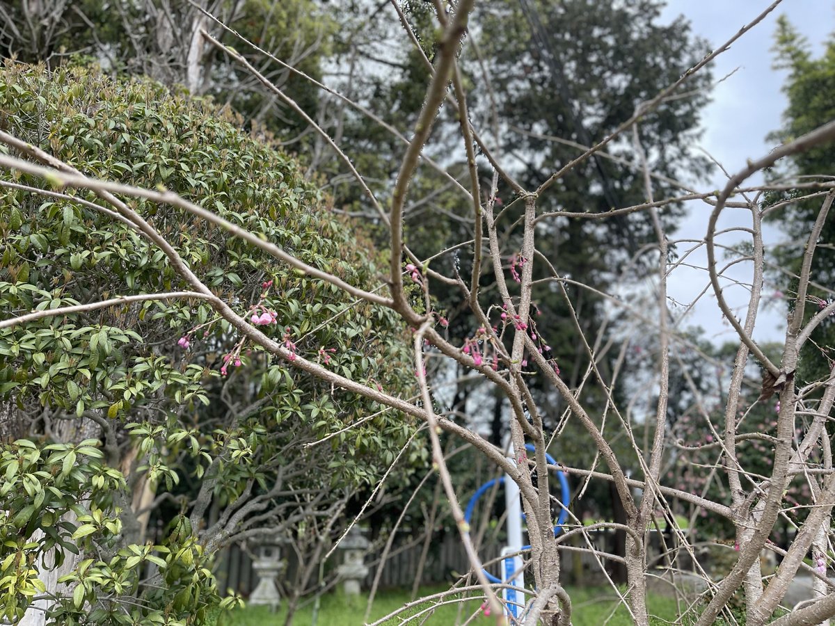 3月最終週の今日は残念ながら肌寒い日曜日となりました。境内のサクラ達も満開に向けひと休みの雰囲気ですが、今週中には満開のサクラをご覧いただけると思います。２～４年を迎える桜の幼木も年々つける蕾を増やしております。ご参拝時に春の訪れを感じていただければ幸いです。