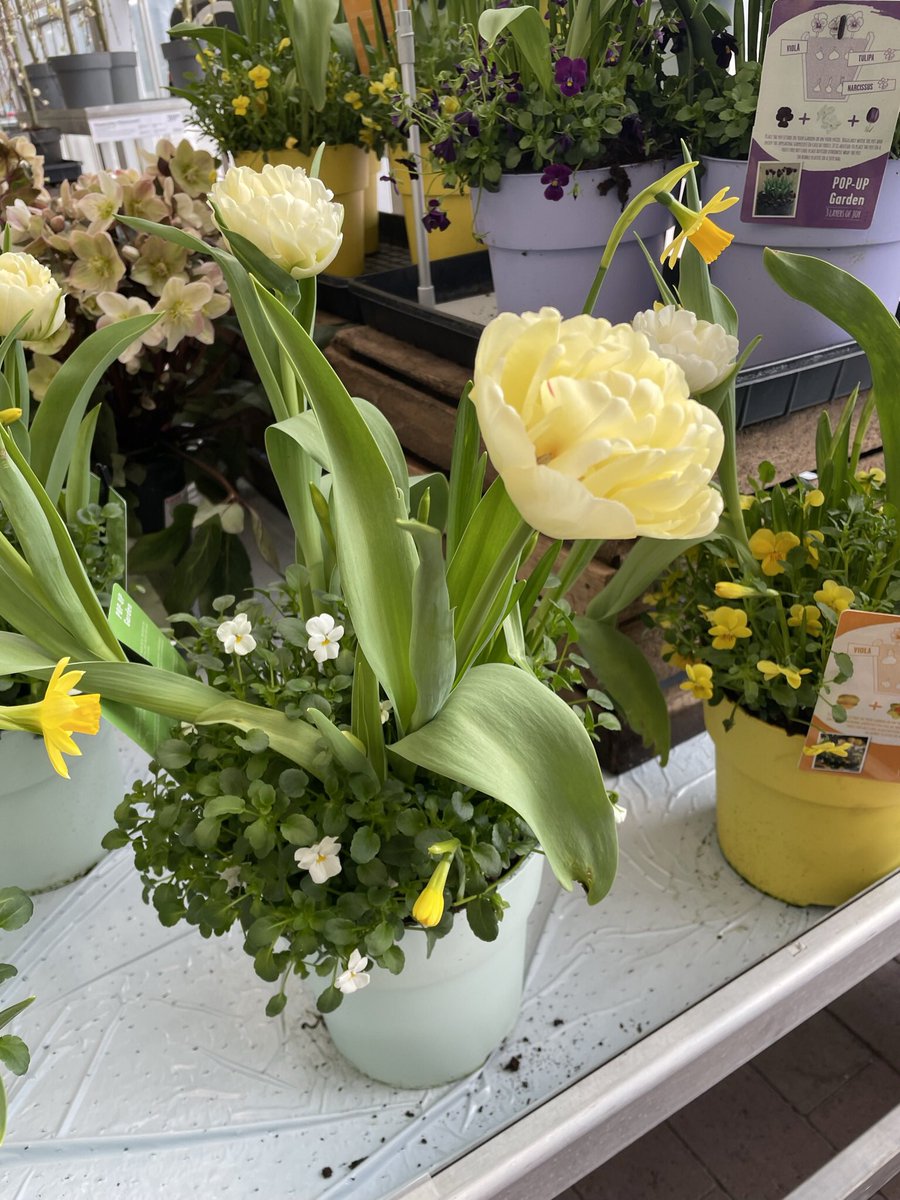 Joko olet istuttanut kevätkukat? Plantagenissa löytyi hauskoja sekaistutuksia, sopisi ainakin lasitetulle parvekkeelle. #kevätistutus