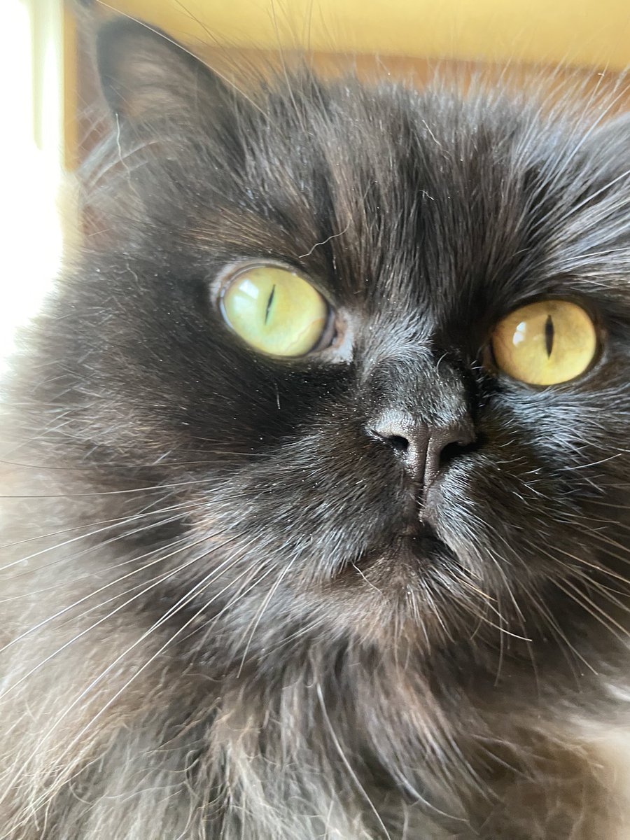 egmond13's tweet photo. ❤️ Snoopy
#meowdel #catzilla #meowski #CatsOfTwitter #littleballoffur #BlackCat #catlovers https://t.co/crcn89sGzN