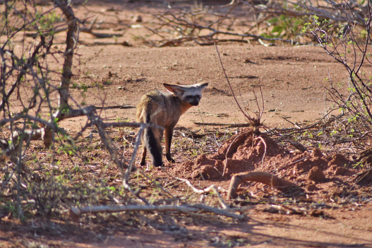 Oh my goodness - I found a pair of bat-eared foxes! Well, stumbled across them really.

I mean just LOOK at those ears! Such an incredible adaptation (bat-eared foxes can hear insect larvae hatching underground)

Be still my canid-loving heart. 

#scicomm #science #wildlife