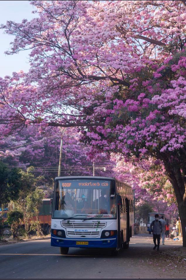 BMTC_BENGALURU's tweet photo. ನಮ್ಮ BMTC Bus, on the vivid streets of cherry blossoms 🌸🌸🌸, how beautiful ❤️ isn't it !😊, Please do share if you have such good pics, for BMTC Twitter wall &amp;pic's library 🙏 https://t.co/Cpsek5YQ9v