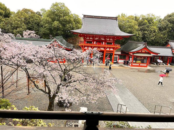 今日の近江神宮せっかくの休日 雨降り☂️残念桜🌸満開　#桜 #桜神宮 #写真好きな人と繋がりたい #写真で伝えたい私の世