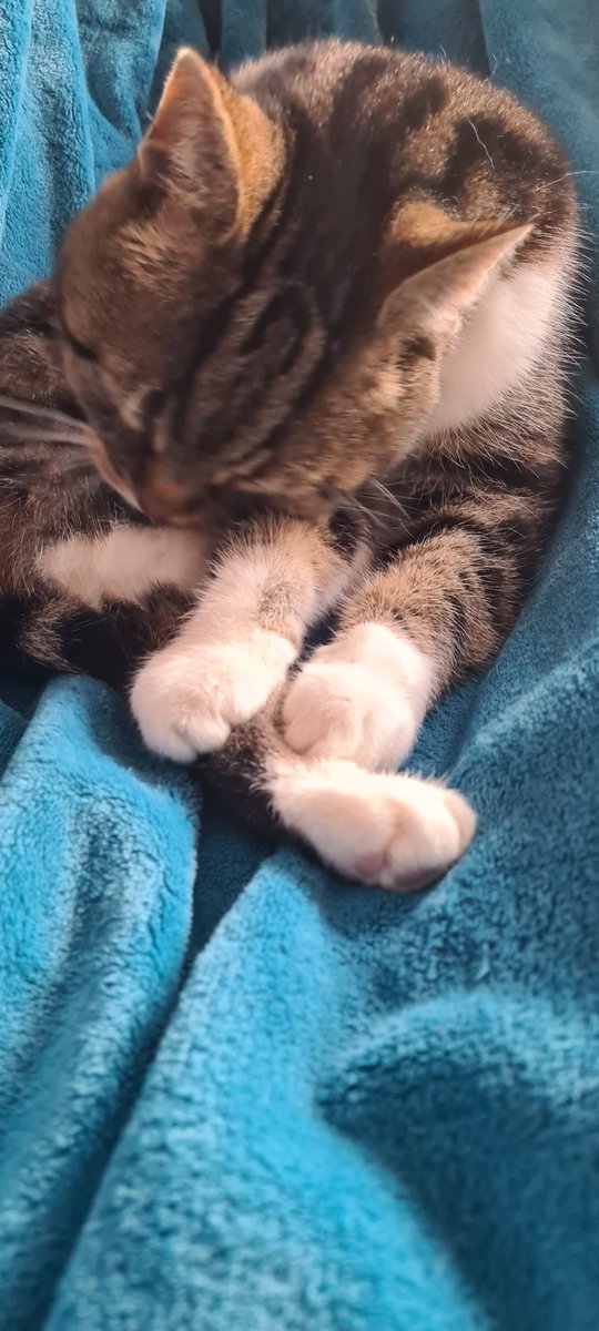 abitweets25's tweet image. Had one of those Hi Mum texts...I didn't realise my cat could message!!! 🫣 #CatsOfTwitter #sundayvibes #spamtexts