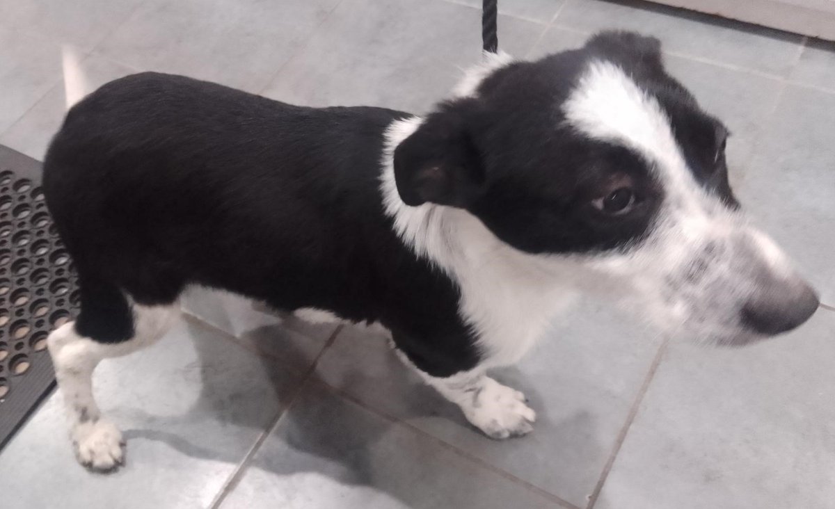 Please retweet to HELP FIND THE OWNER of this puppy found #HIGHWYCOMBE #BUCKINGHAMSHIRE #UK #BorderCollie puppy aged 16 weeks found 23 March. He could have been stolen from another region and dumped. Please share widely to get him back to mum. DETAILS lostdogsuk.co.uk/lost-dogs/