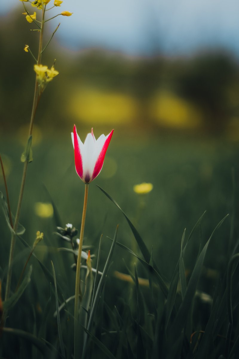 Muxamil_bhatt's tweet photo. Wild tulips >>> the over hyped tulips https://t.co/JsueQWjRG9