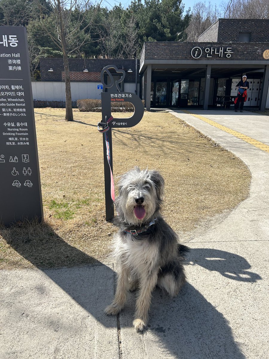 LeeHooChoo's tweet photo. 독 파킹(dog parking / 반려견 대기) 도 잘하는 우리 후추 https://t.co/DFttZoOL8l