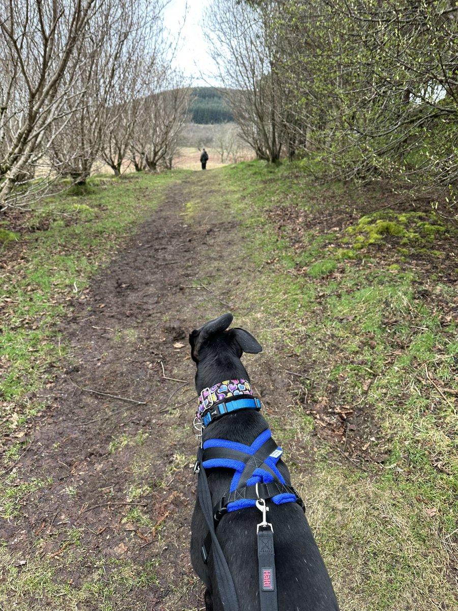 Walk up to Glendevon reservoir. 4 mile circular walk all signposted. #dogfriendly #walkingtrails #Ochils #fife #perthandkinross #greyhound