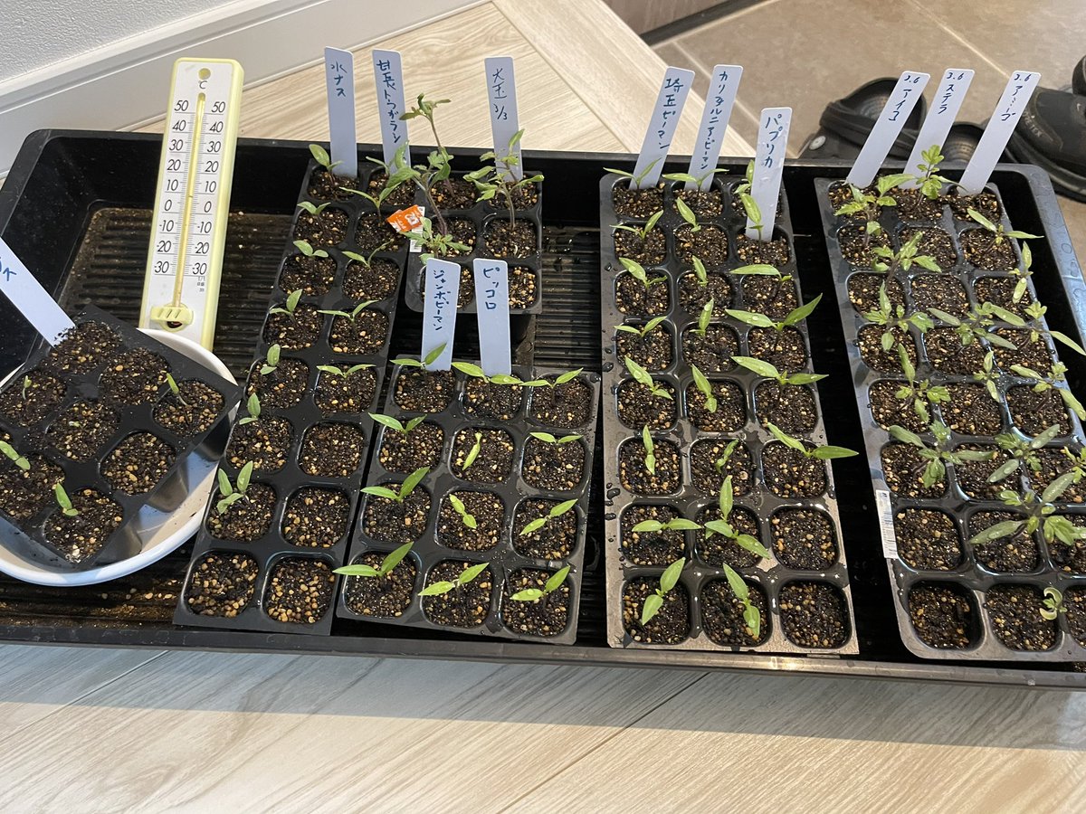 ibetakuma's tweet photo. 夏野菜を催芽まきで発芽させてからセルトレーで育苗してます。
今のところ大丈夫そう🙌

#家庭菜園 #催芽 https://t.co/3mFrppNtwi