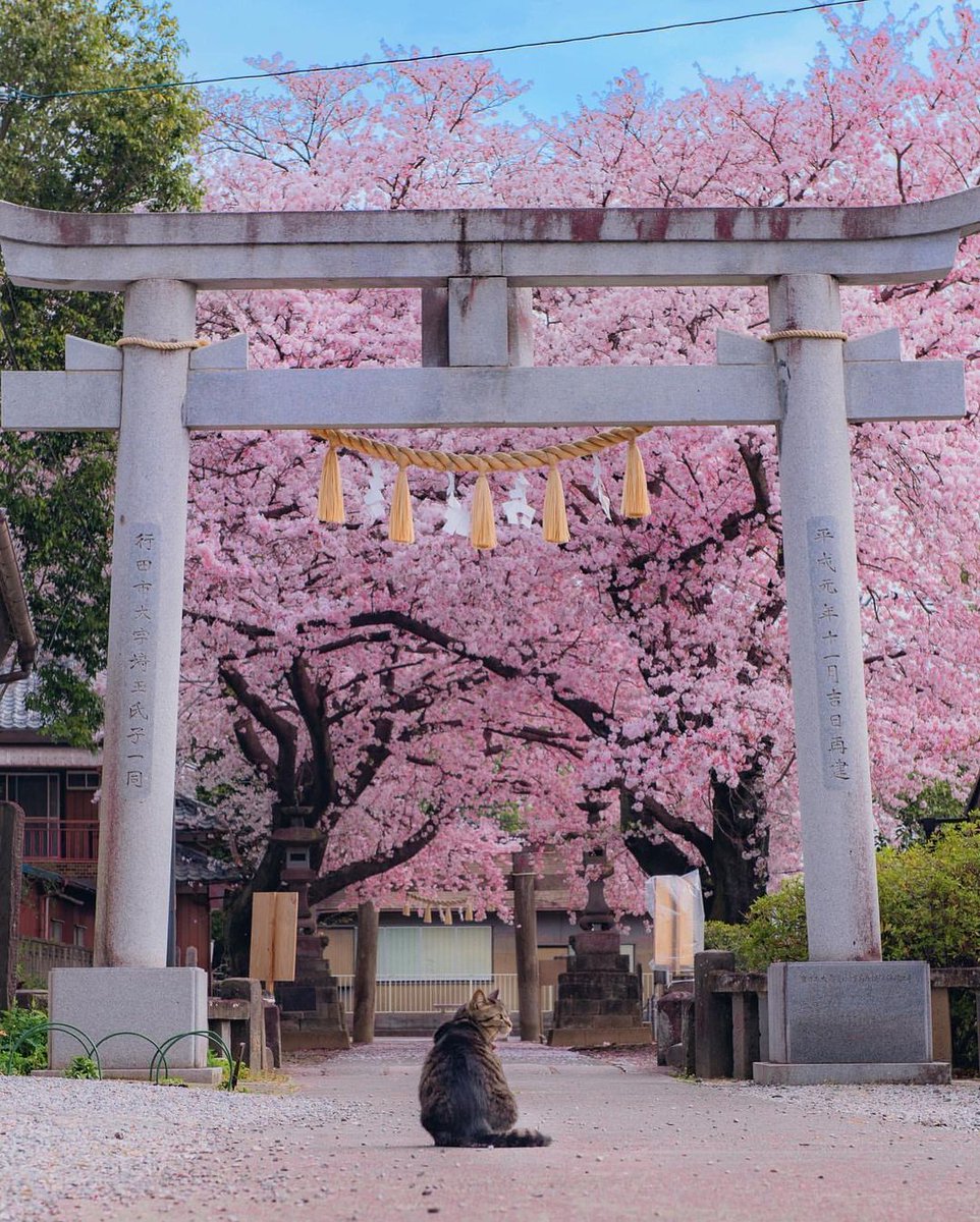 ratihputri2001's tweet photo. 前玉神社は埼玉県行田市、さきたま古墳群に隣接する神社⛩
高さ8.7m、周囲92mほどの浅間塚と呼ばれる古墳上に建てられています
桜とヤブツバキの咲く時期が重なり、2種類の花が楽しめると話題
4匹のネコがマスコット的な存在となっており可愛らしいスポットとしても有名です

📍#前玉神社 / #埼玉県 https://t.co/ZhuVWfjRYW