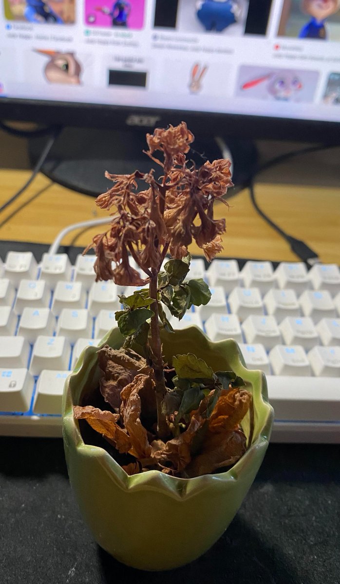 Windpress tweet media