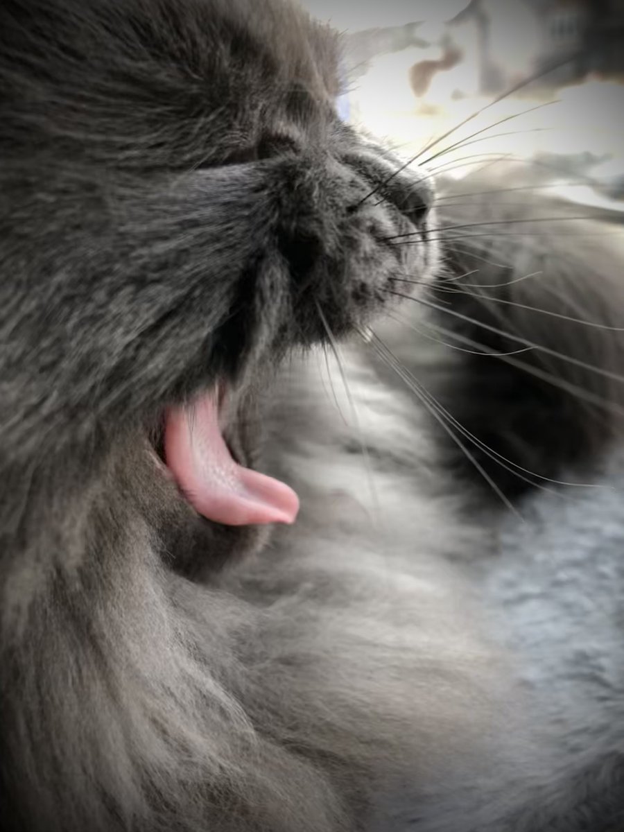 MaggieM72859196's tweet photo. A couple of Maggie’s pictures from today 
#cat #CatExpoเชียงใหม่ #CatsAreFamily #CatsOfTwitter #Caturday #catboxsunday #cats #CatsLover #CatsofTwittter #CatsOnTwitter #kitten #kittens #kitty #kittycat #KittyHalftimeShow #photo #Photo_Folio #PhotoAlbum #photograph #photooftheday https://t.co/SzgOBS31ej