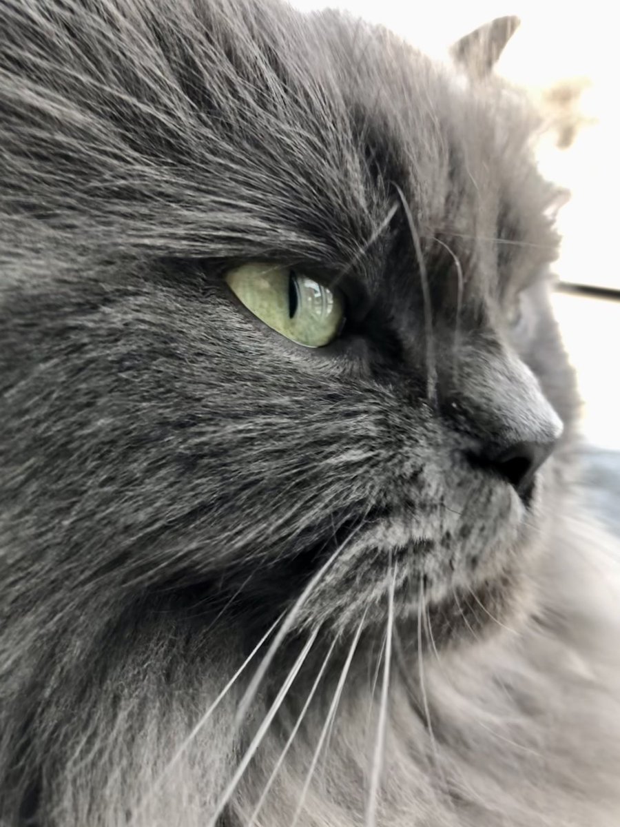 MaggieM72859196's tweet photo. A couple of Maggie’s pictures from today 
#cat #CatExpoเชียงใหม่ #CatsAreFamily #CatsOfTwitter #Caturday #catboxsunday #cats #CatsLover #CatsofTwittter #CatsOnTwitter #kitten #kittens #kitty #kittycat #KittyHalftimeShow #photo #Photo_Folio #PhotoAlbum #photograph #photooftheday https://t.co/SzgOBS31ej