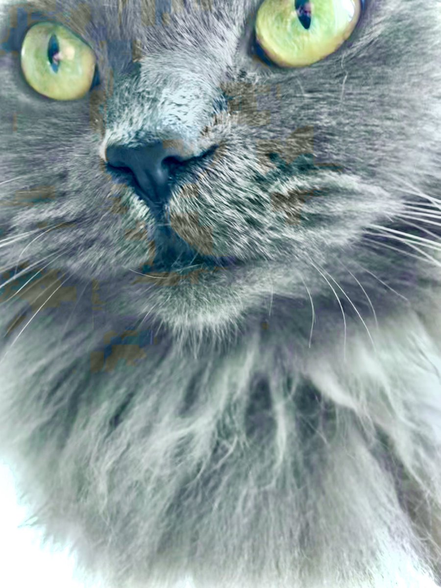 MaggieM72859196's tweet photo. A couple of Maggie’s pictures from today 
#cat #CatExpoเชียงใหม่ #CatsAreFamily #CatsOfTwitter #Caturday #catboxsunday #cats #CatsLover #CatsofTwittter #CatsOnTwitter #kitten #kittens #kitty #kittycat #KittyHalftimeShow #photo #Photo_Folio #PhotoAlbum #photograph #photooftheday https://t.co/SzgOBS31ej
