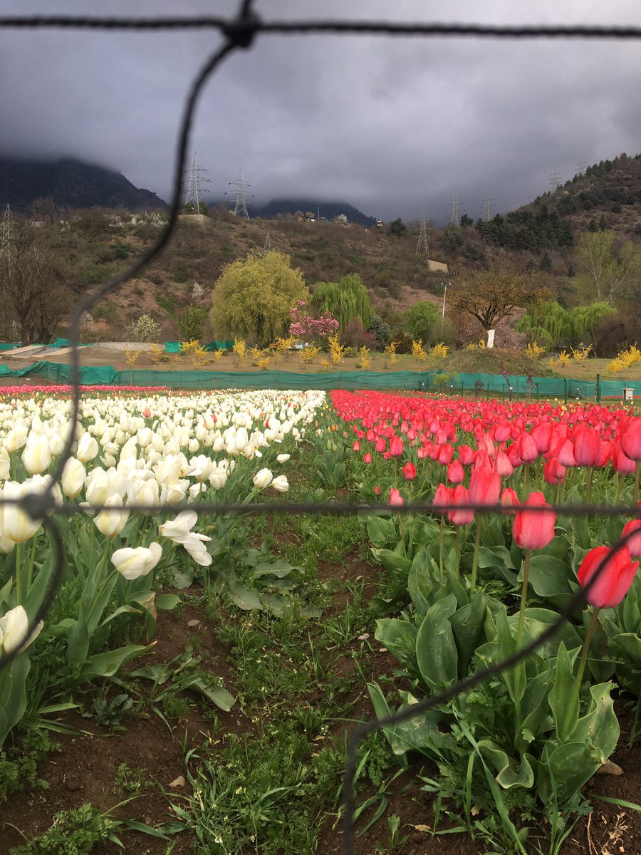 viru361's tweet photo. A picturesque glance of tulip garden Srinagar 2023 #naturelovers https://t.co/cl8DWr0e85