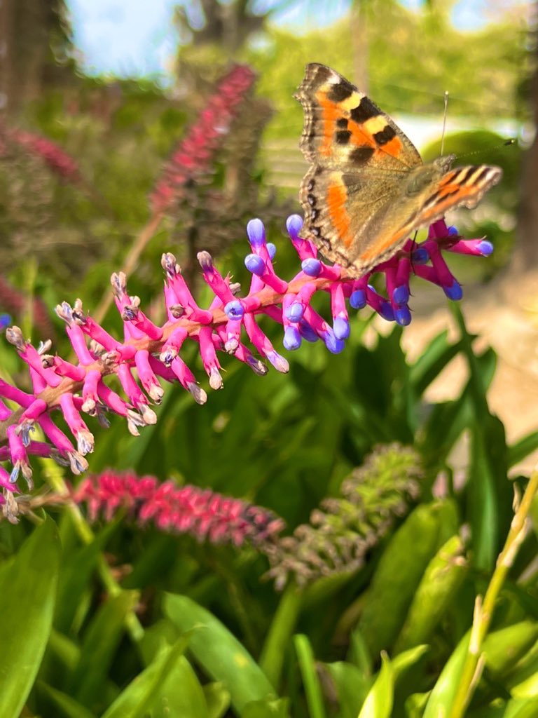 kartickmisraa's tweet photo. Beautiful Variegated Matchstick Bromeliad called also #LuckyStripes  #Kalimpong https://t.co/HGLRACFI2q