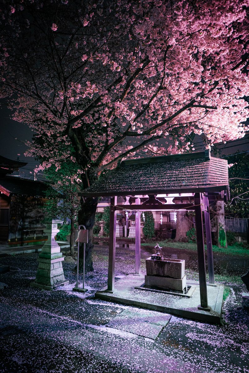 Midnight Sakura 🌸