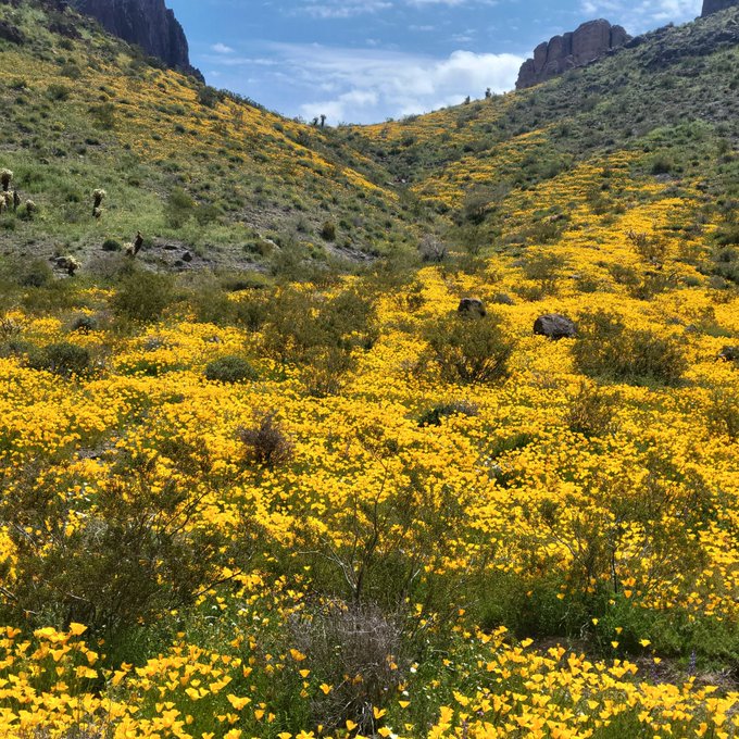 Super bloom in Arizona. The poppies were absolutely beautiful. Let's see all the super blooms in your<a href="/tag/mvsales"class="tags"><span>#mvsales</span></a>