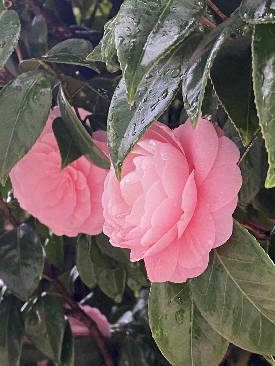 雨でも出かけるといいものに出会う https://t.co/aylRnGPTVj
