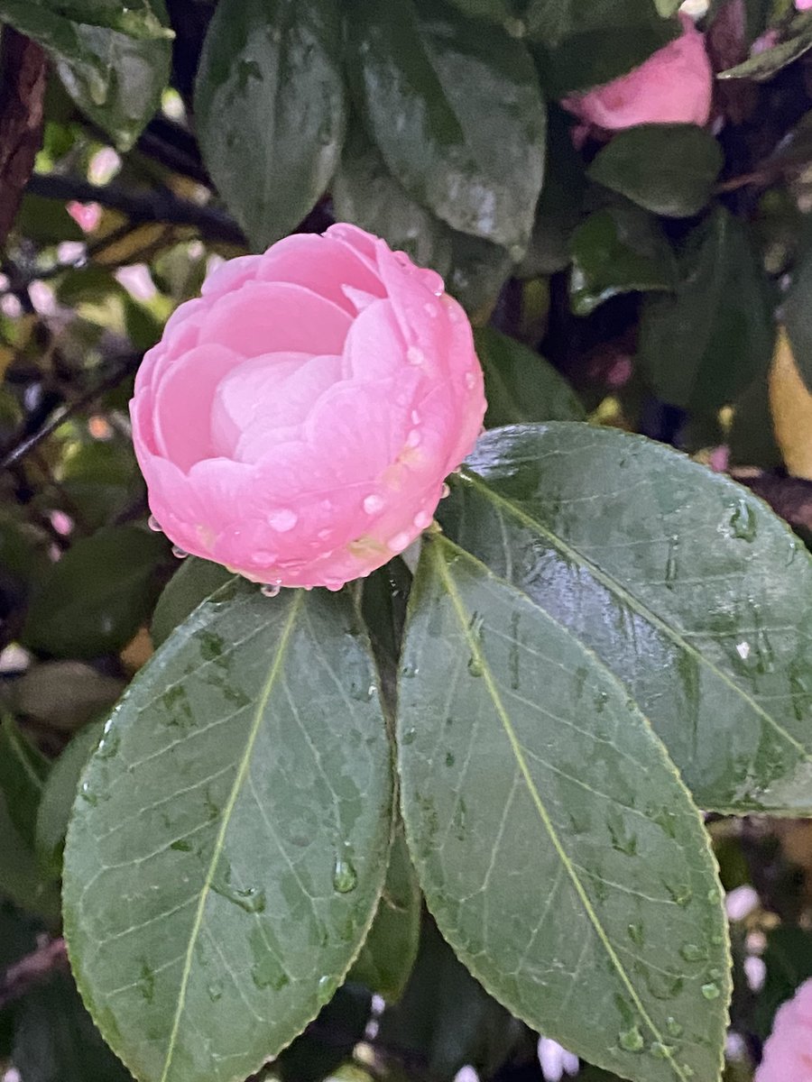 雨でも出かけるといいものに出会う https://t.co/aylRnGPTVj