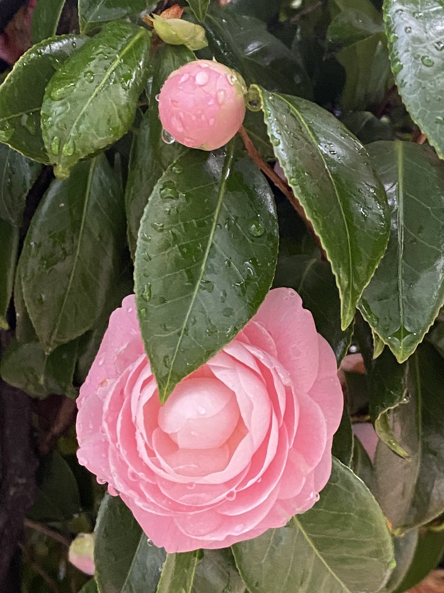 雨でも出かけるといいものに出会う https://t.co/aylRnGPTVj