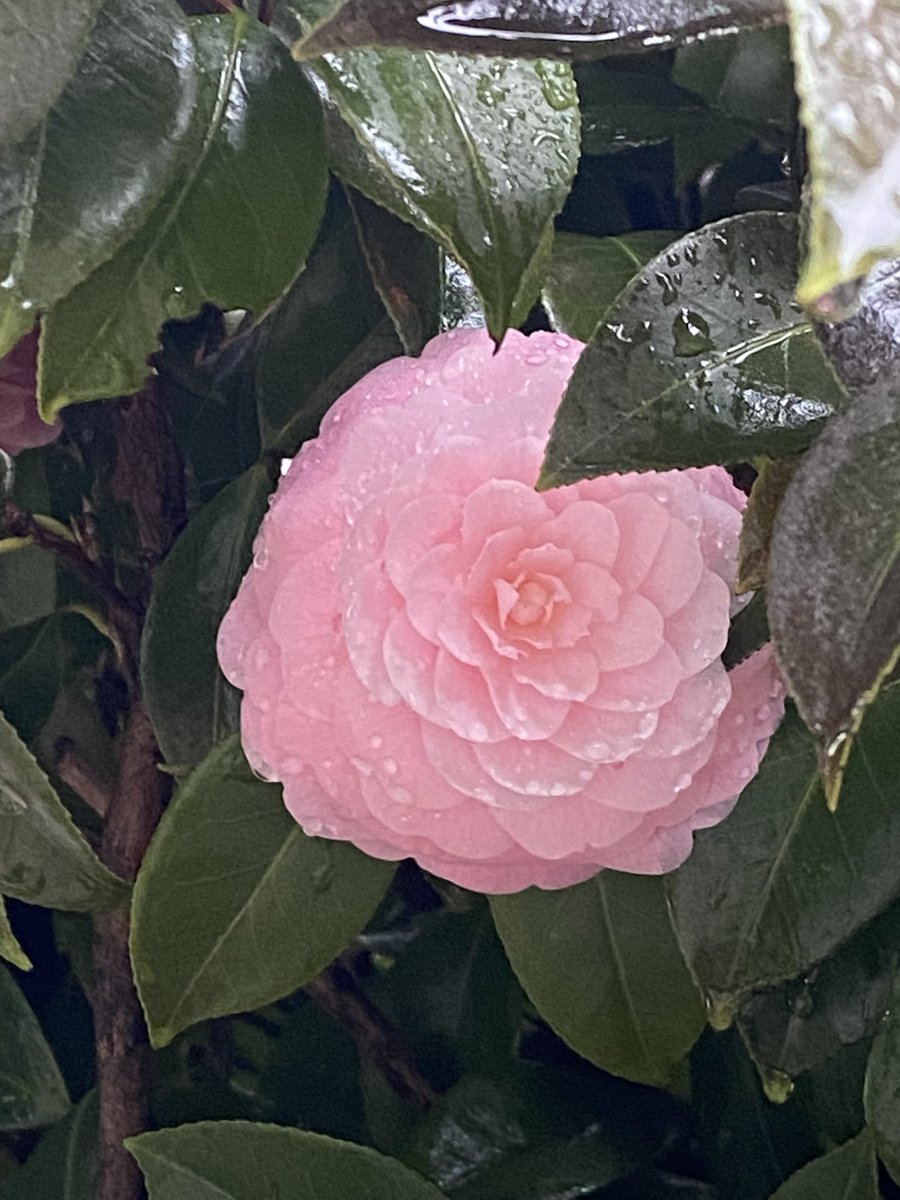 雨でも出かけるといいものに出会う https://t.co/aylRnGPTVj