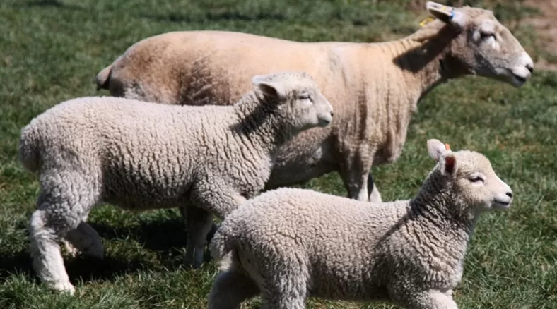 BBC_Cumbria's tweet photo. There have been 12 sheep worrying incidents in Cumbria already this year, prompting a call for dog owners to keep their pets on a lead in rural areas. The county's Police and Crime Commissioner says four sheep have died and three have been injured.  
https://t.co/9V3A42PYKA https://t.co/TndiVVnXei