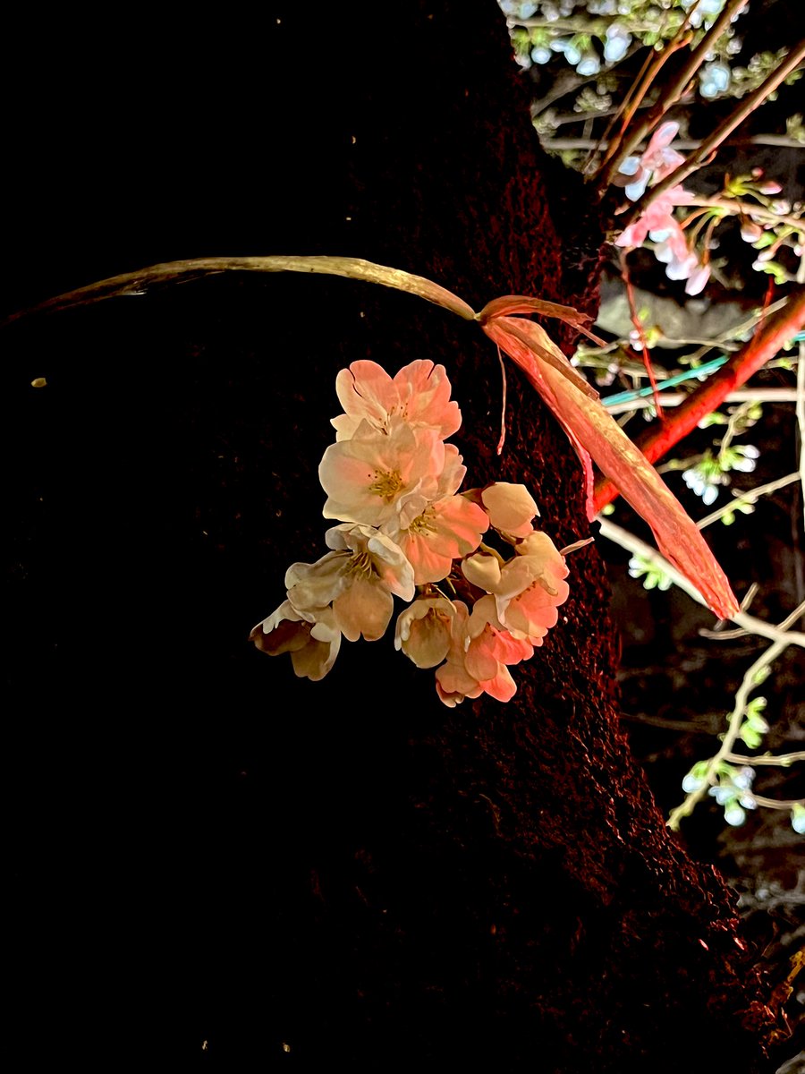Doudemoiihi's tweet photo. 夜桜

 #桜 #目黒川 #夜桜 #夜 #写真好きな人と繋がりたい  #キリトリセカイ #ファインダー越しの私の世界 #photography #coregraphy #iphone https://t.co/oHjbL1QWtH