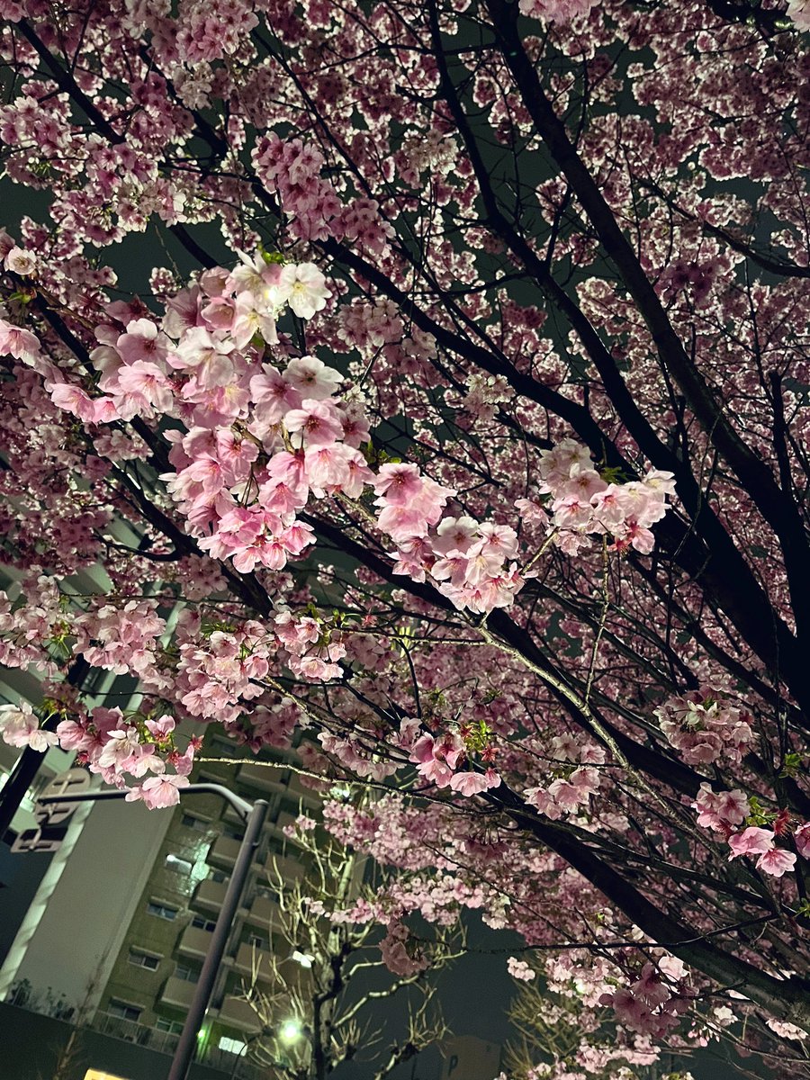 Doudemoiihi's tweet photo. 夜桜

 #桜 #目黒川 #夜桜 #夜 #写真好きな人と繋がりたい  #キリトリセカイ #ファインダー越しの私の世界 #photography #coregraphy #iphone https://t.co/oHjbL1QWtH
