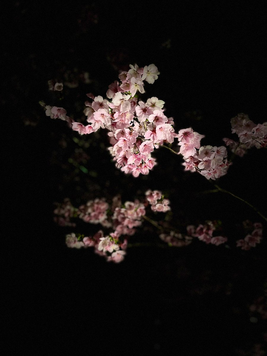 Doudemoiihi's tweet photo. 夜桜

 #桜 #目黒川 #夜桜 #夜 #写真好きな人と繋がりたい  #キリトリセカイ #ファインダー越しの私の世界 #photography #coregraphy #iphone https://t.co/oHjbL1QWtH