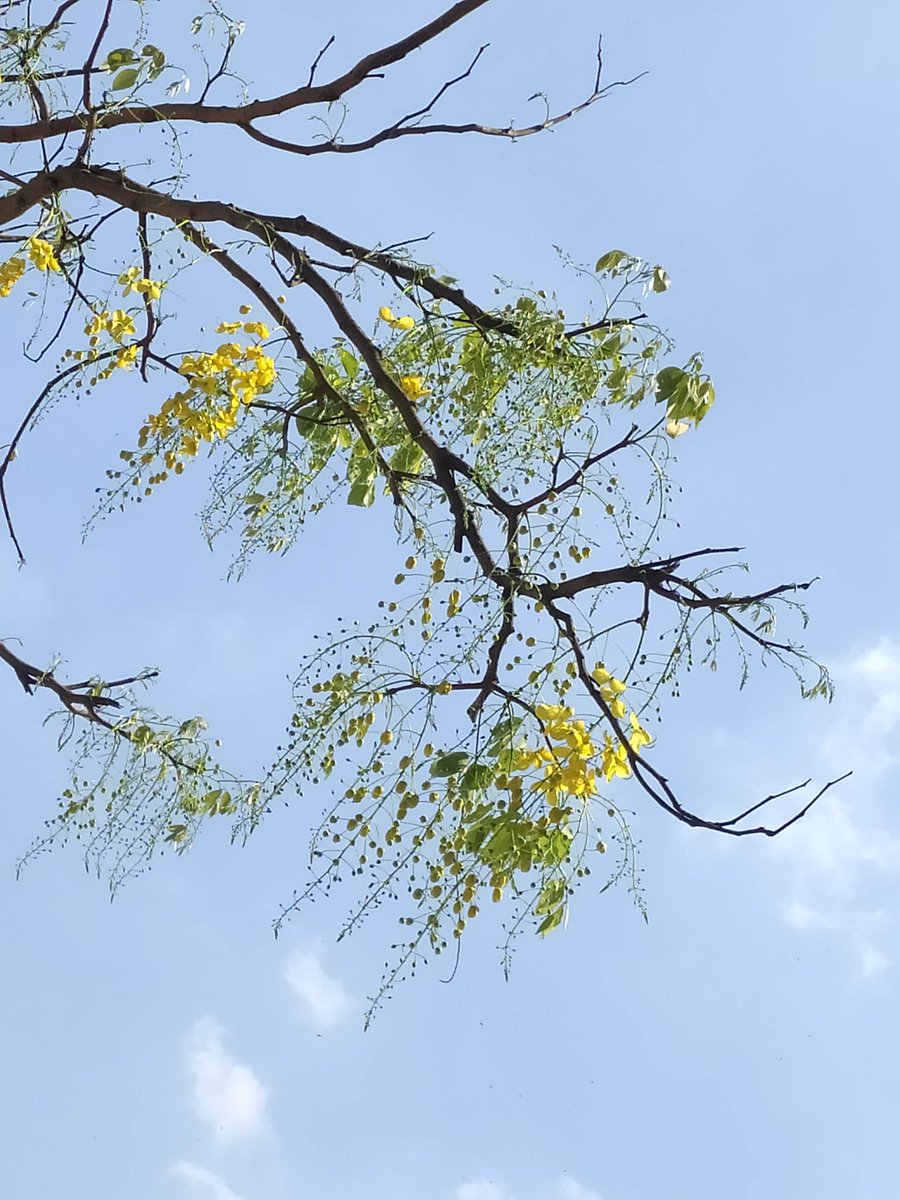 3d_india's tweet photo. Golden shower has started blooming at Vile Parle West, Mumbai.
Has it started to bloom in your area?
The tree is so packed with yellow flowers that it is difficult to spot a leaf.
#blossom #CaptureLikeCanvas @seasonwatch_in #fiftytreesofMumbai #50trees https://t.co/F6bnY3b1Vx