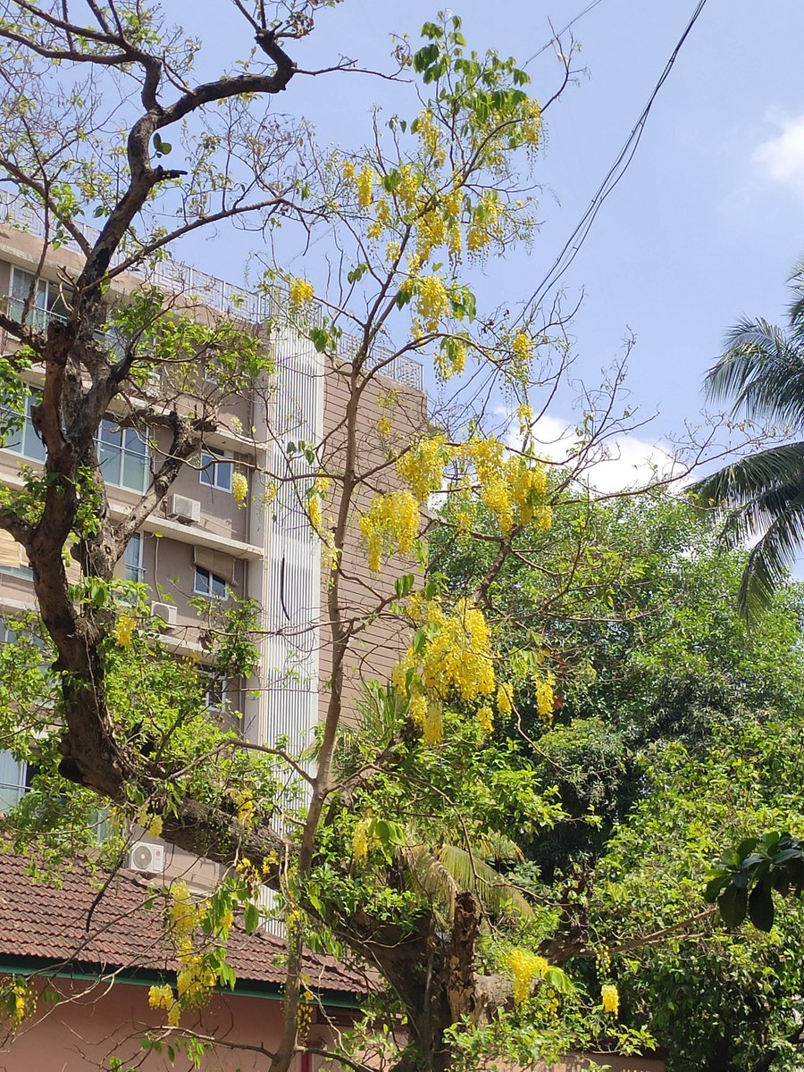 3d_india's tweet photo. Golden shower has started blooming at Vile Parle West, Mumbai.
Has it started to bloom in your area?
The tree is so packed with yellow flowers that it is difficult to spot a leaf.
#blossom #CaptureLikeCanvas @seasonwatch_in #fiftytreesofMumbai #50trees https://t.co/F6bnY3b1Vx
