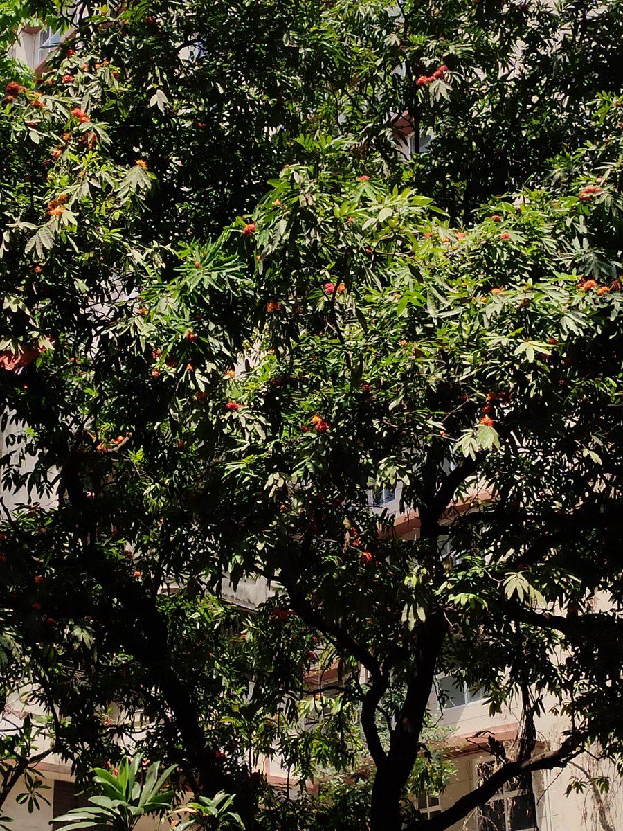 3d_india's tweet photo. Sita ashoka is blooming at Vile Parle West, Mumbai.
Has it started to bloom in your area?
Time to collect the seeds too plant the tree!!
#blossom #CaptureLikeCanvas @seasonwatch_in #fiftytreesofMumbai #50trees https://t.co/kqyY5Yc906
