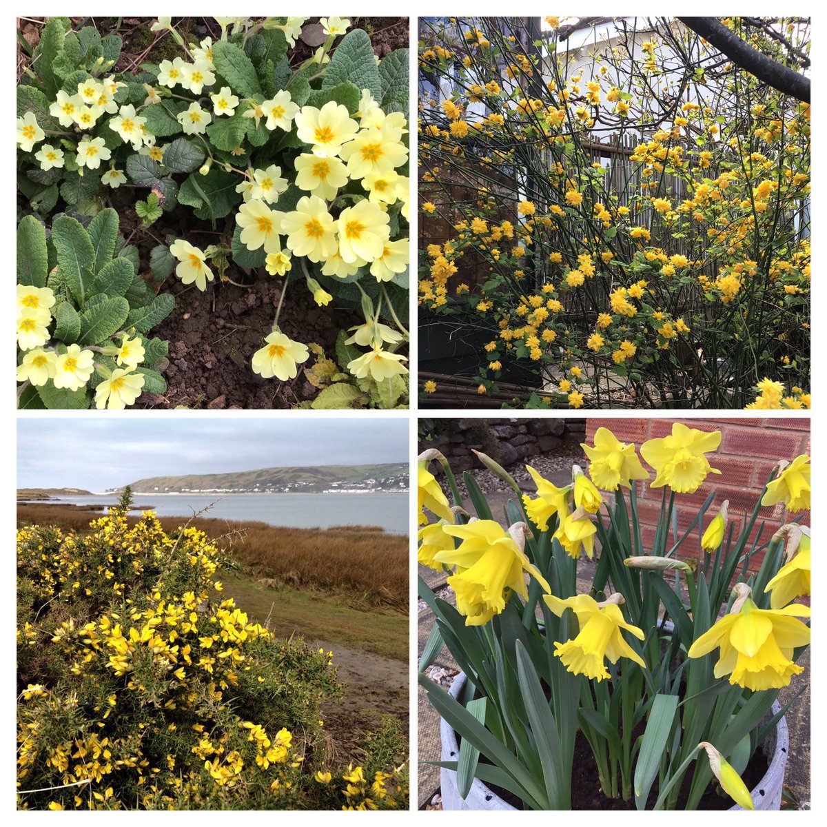 #SundayYellow    Good Morning     Bore da 
#springforward       #gardenplans.   Weekend walks for Health .