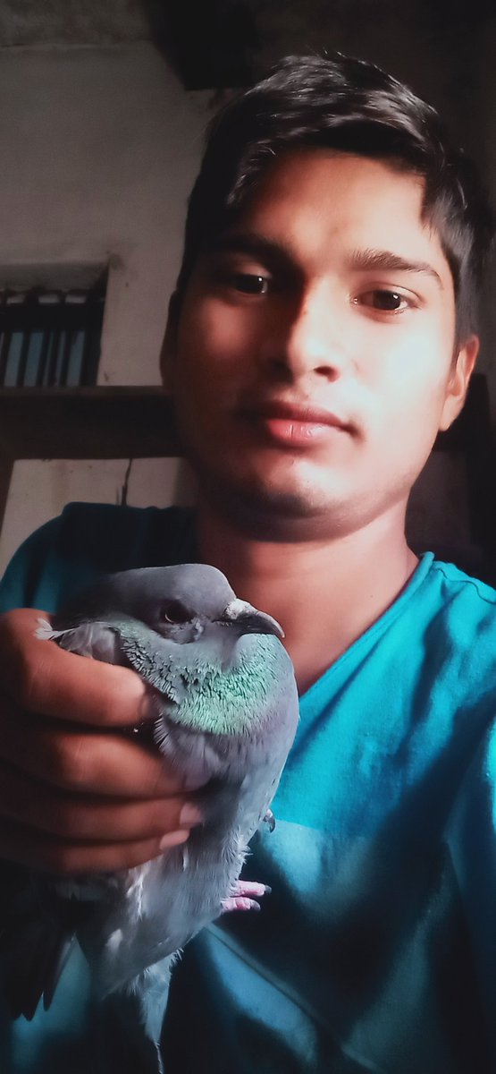 My study room this pigeon emage