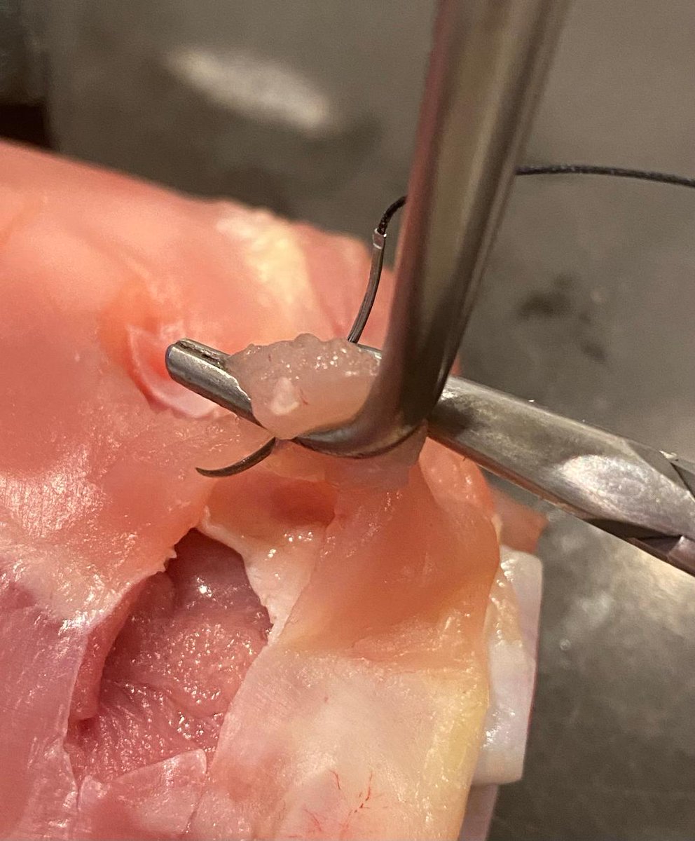 rbarbosa91's tweet image. 🧵regarding the 'suture ligature' or 'stick tie', or whatever you call it in your part of the world.

Here, I'll use my long-suffering chickens to show 3 different methods for doing a 'suture ligature', and we'll go over a couple of pointers that apply to all of them.
(1/ )