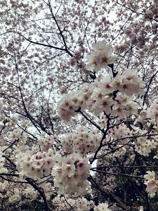昨日はパパと2人でお花見曇り空だったのは残念だったなぁ桜に集まるメジロが可愛くて本当癒されましたぞ 